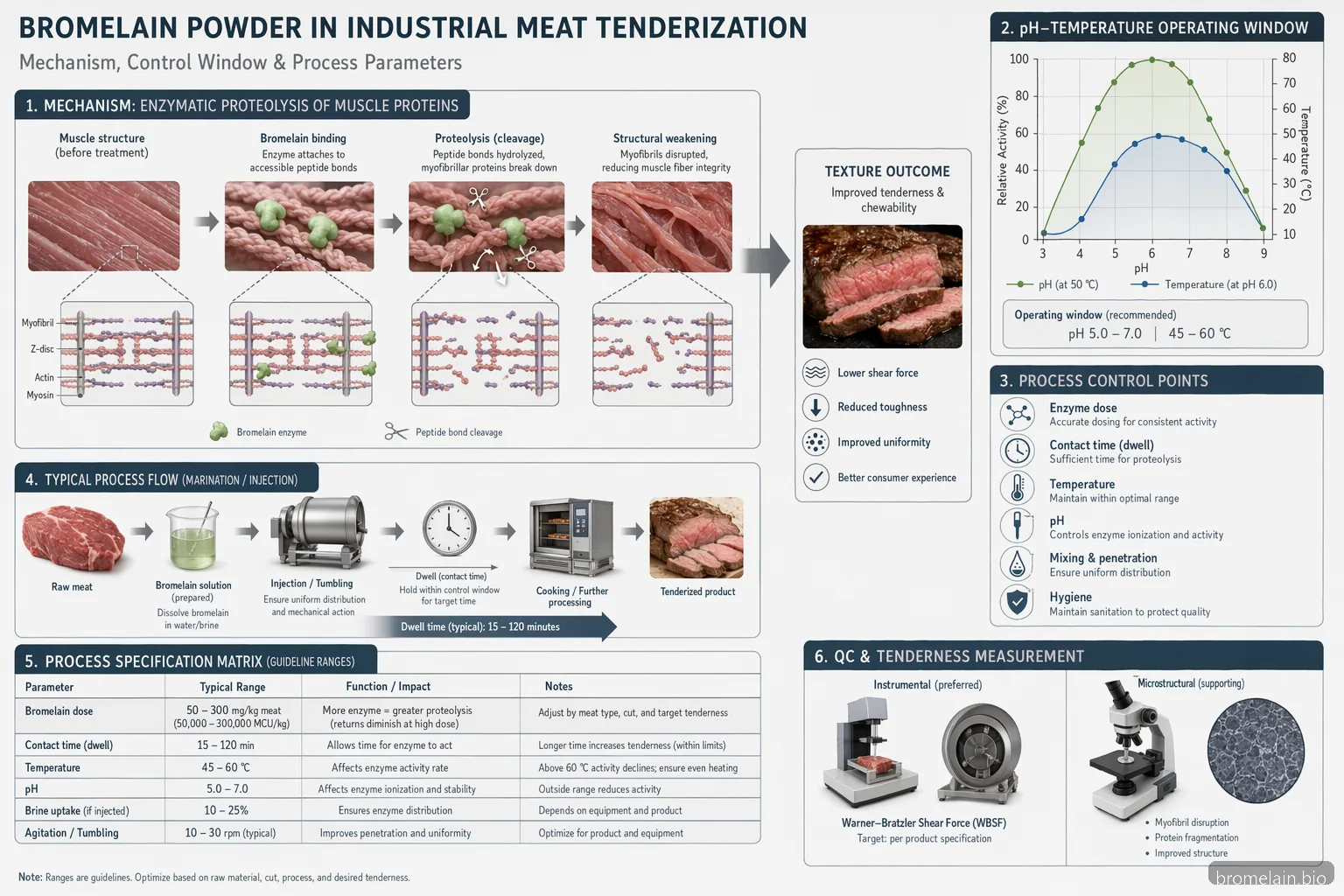 bromelain powder meat tenderization diagram showing enzyme action, pH-temperature window, and processing controls