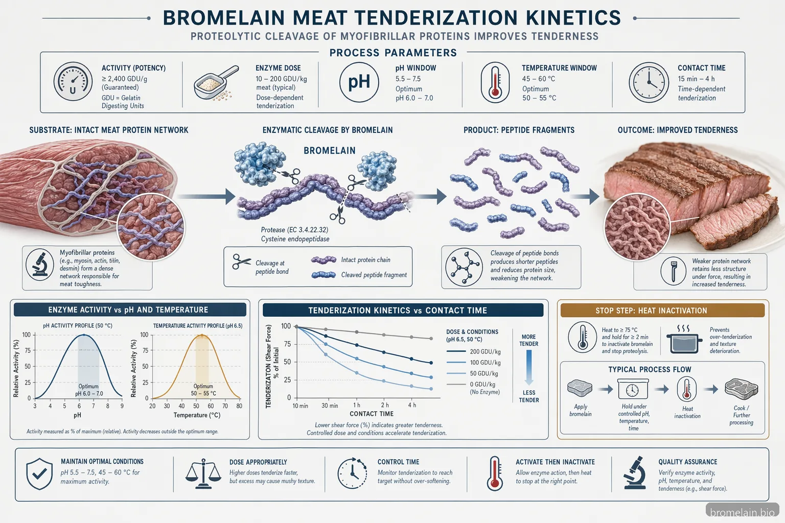 how long does it take for bromelain to work in meat tenderization, with activity curves and substrate breakdown