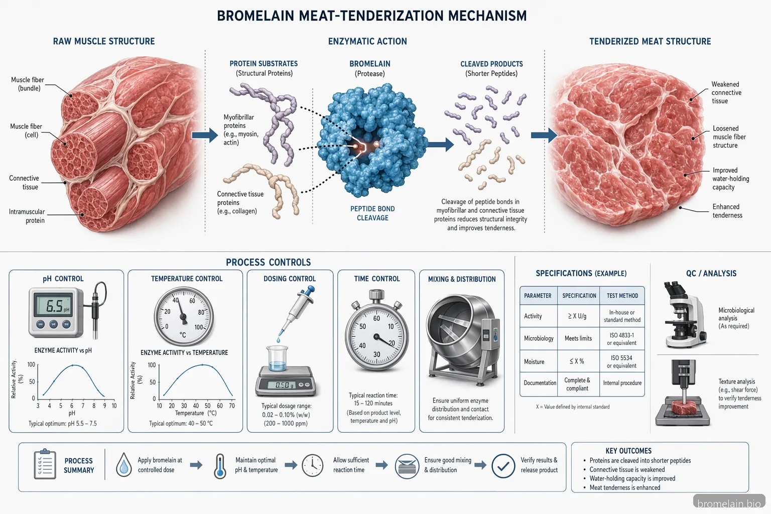 silagen arnica-bromelain complex process diagram maps bromelain activity across pH, temperature, dose, and time