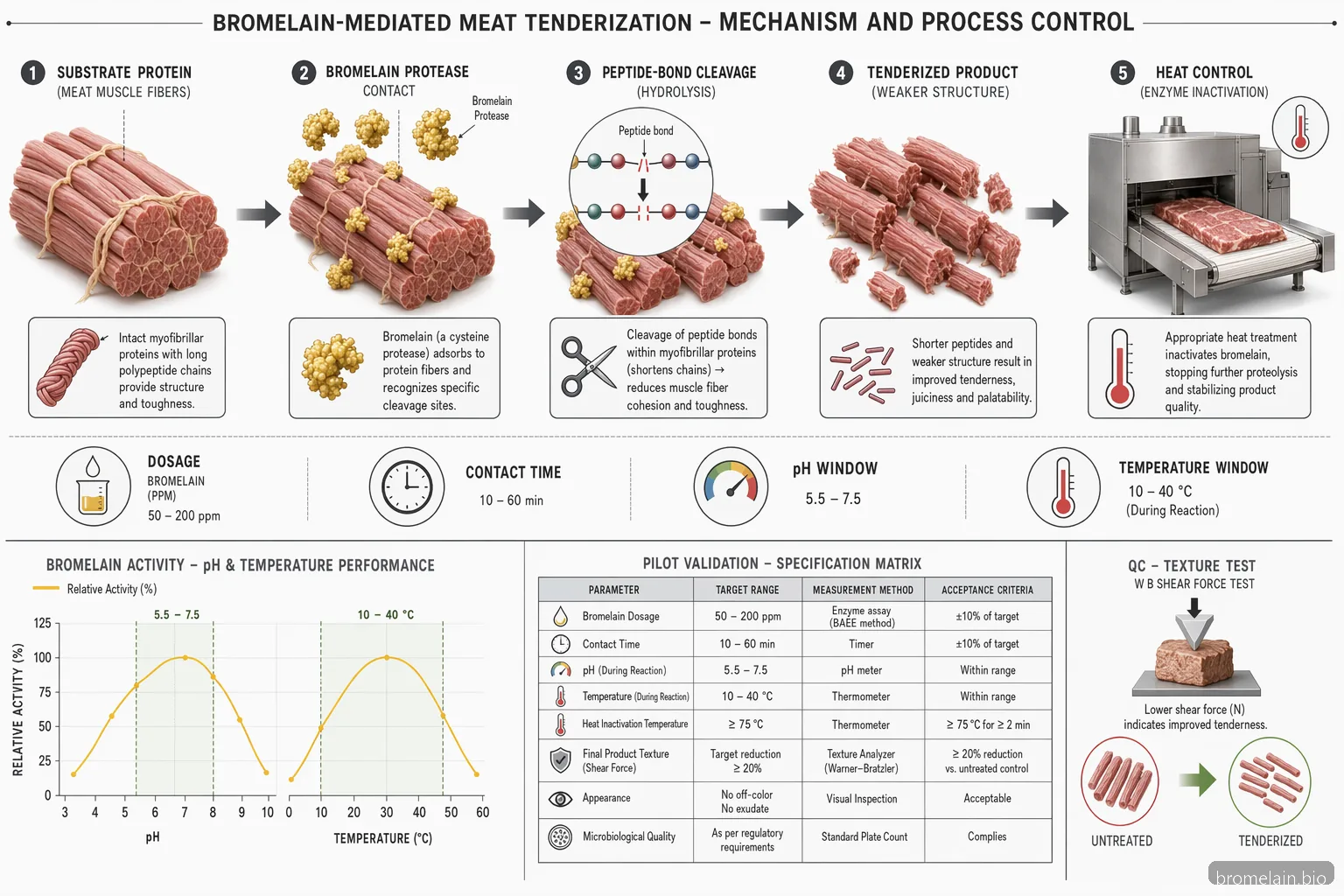 what is bromelain meat tenderization process showing protease action, pH temperature curves, and control points